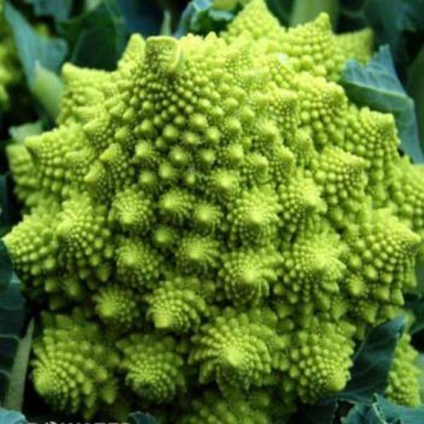 Broccoli - Romanesco - Sow Good Seeds