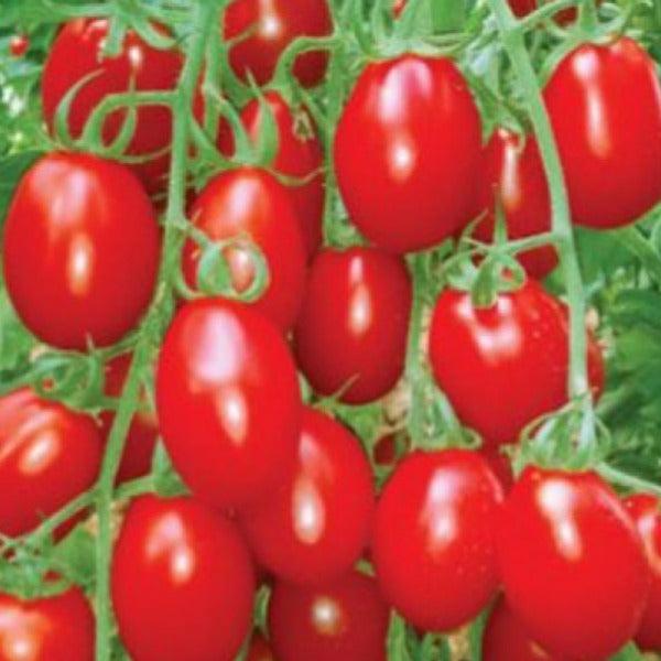 Tomato - Cherry Roma - Sow Good Seeds