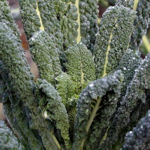 Kale - Black Toscana - Sow Good Seeds