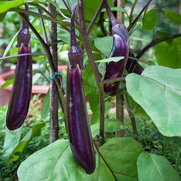Eggplant - Long Purple - Sow Good Seeds