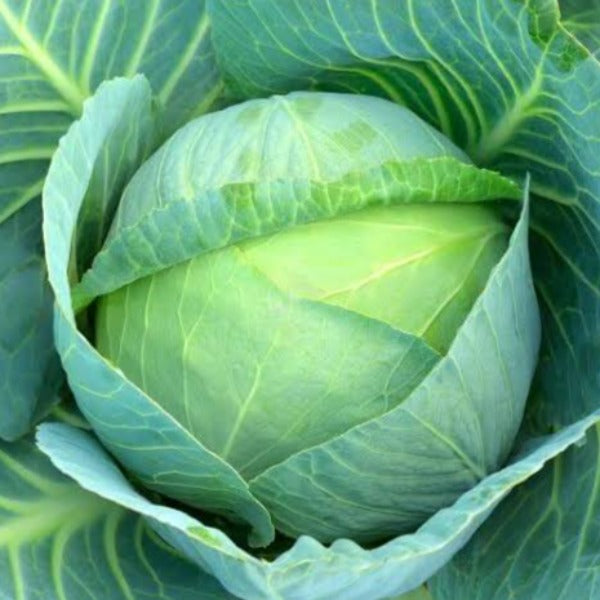 Cabbage - Mini