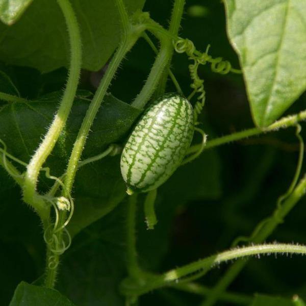 Cucumber - Mouse Melon - Sow Good Seeds