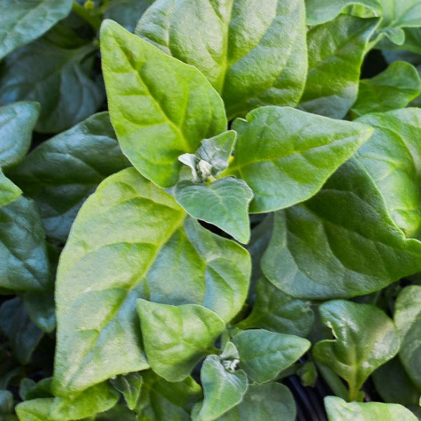 Spinach - Warrigal Greens