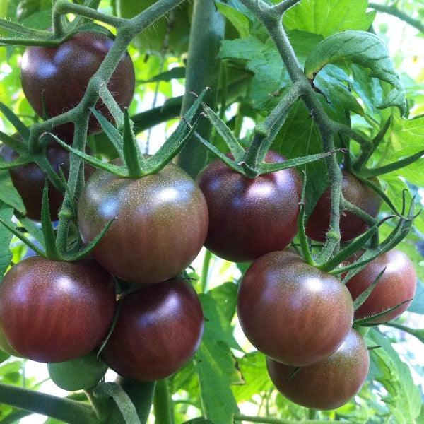 Tomato - Black Cherry - Sow Good Seeds