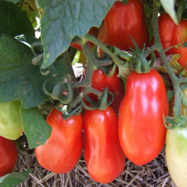 Tomato - San Marzano - Sow Good Seeds