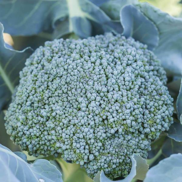 Broccoli - Di Ciccio - Sow Good Seeds