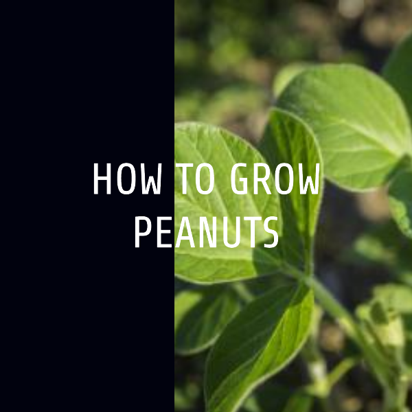 How To Grow Peanuts – Sow Good Seeds