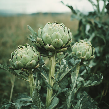 Artichoke - Green Globe