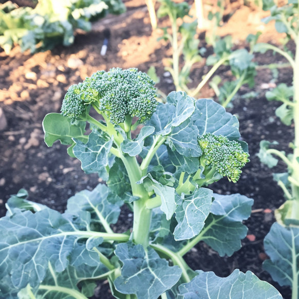 Broccoli - Green Sprouting Calabrese