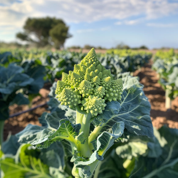 Broccoli - Romanesco