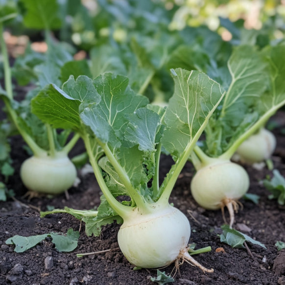 Kohl Rabi - White Vienna