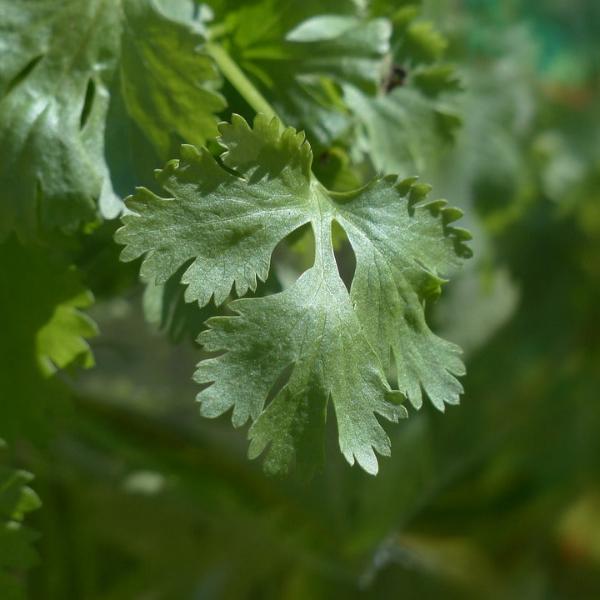 Coriander - Cilantro