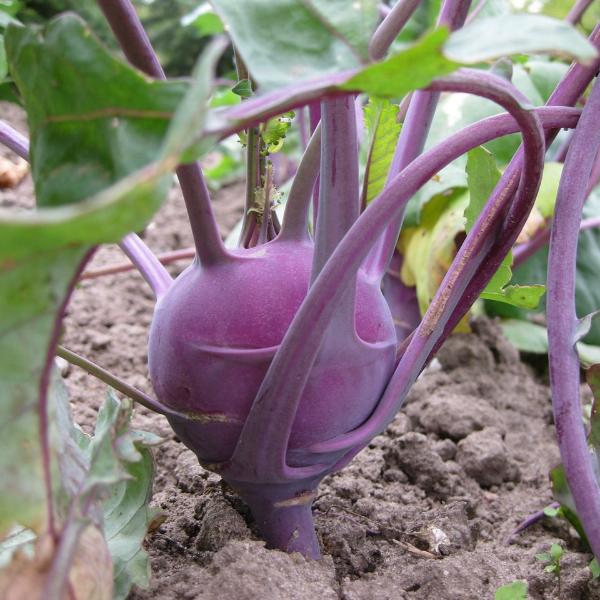 Kohl Rabi - Purple Vienna