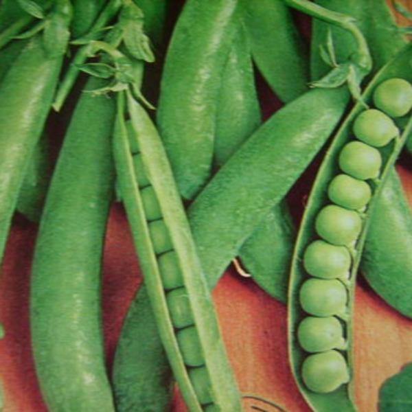 Pea - Greenfeast - Sow Good Seeds