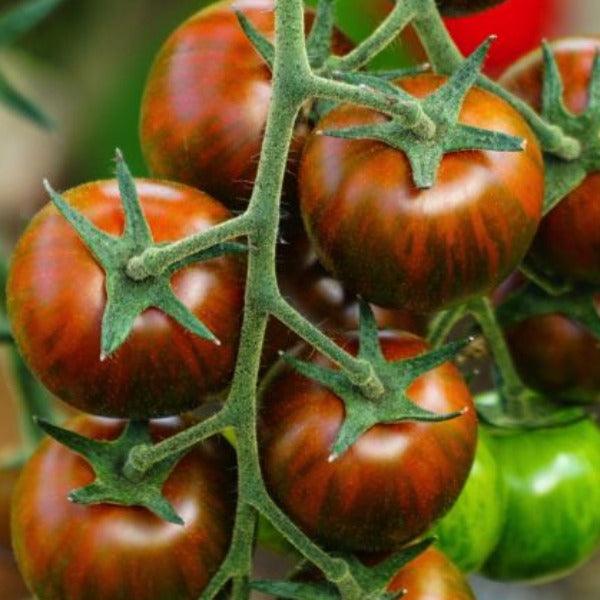 Tomato - Tigerella - Sow Good Seeds