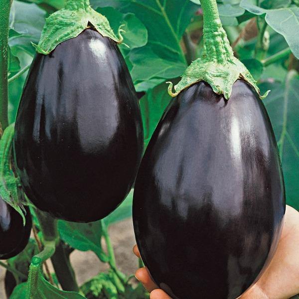 Eggplant - Black Beauty - Sow Good Seeds