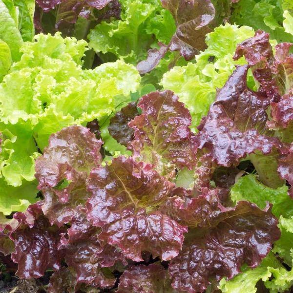 Lettuce - Loose Leaf Mix - Sow Good Seeds