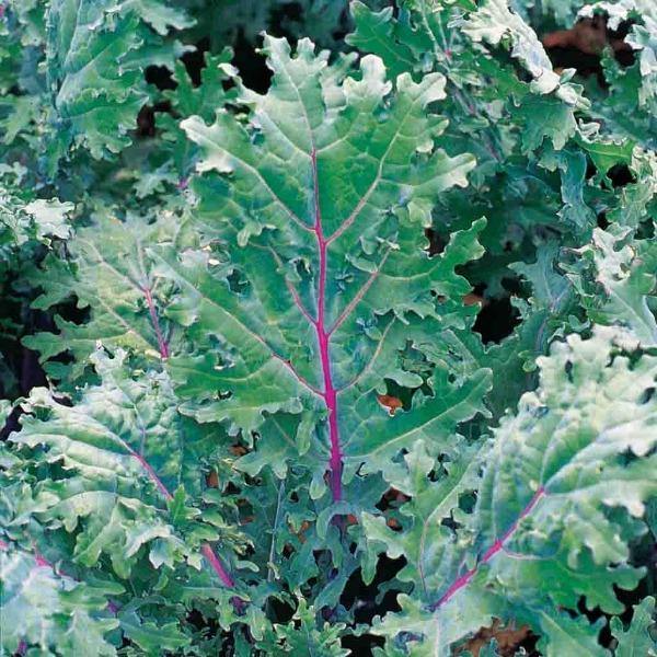 Kale - Red Russian - Sow Good Seeds