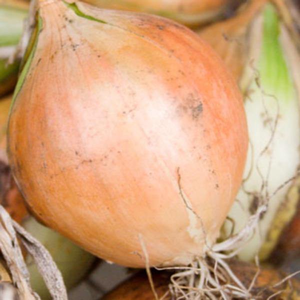 Onion - Creamgold - Sow Good Seeds