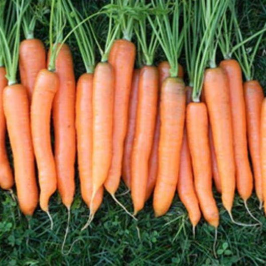 Carrot - Nantes Darcy - Sow Good Seeds