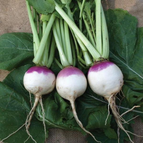 Turnip - Purple Top White Globe - Sow Good Seeds