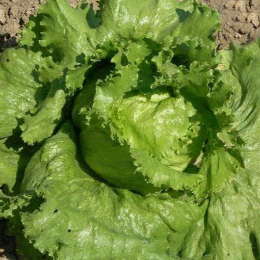 Lettuce - Great Lakes - Sow Good Seeds