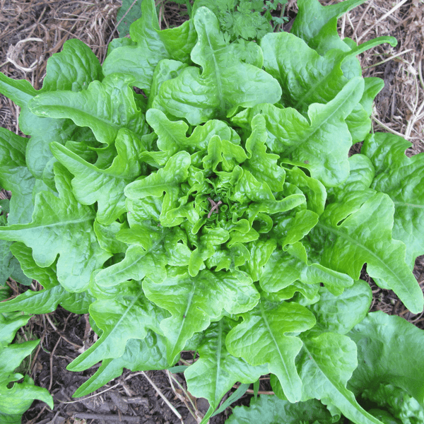 Lettuce - Oakleaf Green - Sow Good Seeds