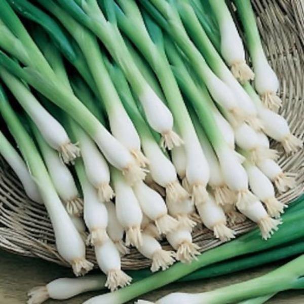 Onion - White Lisbon - Sow Good Seeds