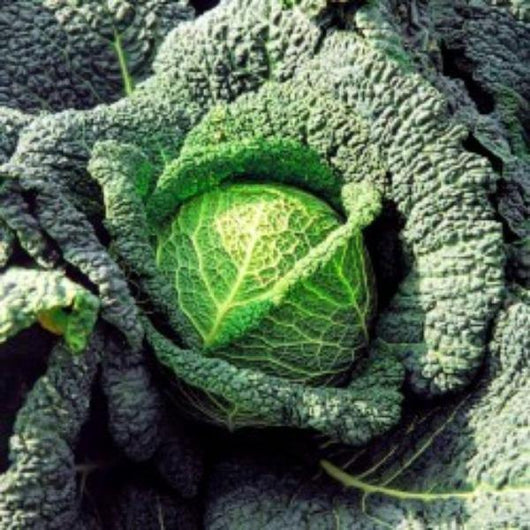 Cabbage - Savoy Green Vertus - Sow Good Seeds