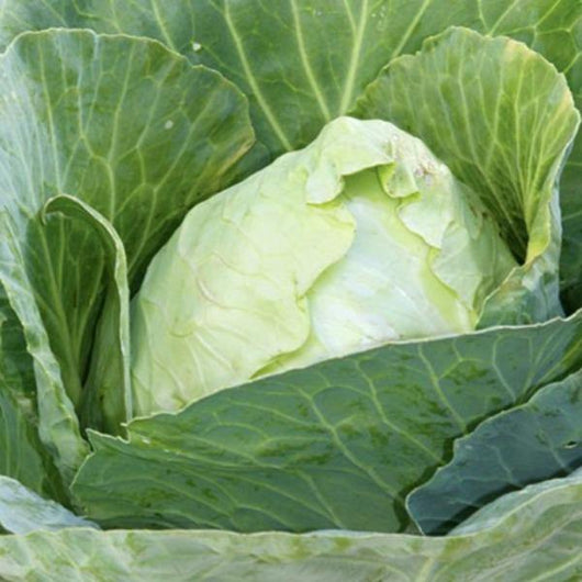 Cabbage - Early Jersey Wakefield - Sow Good Seeds