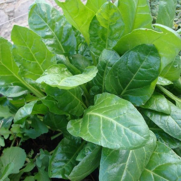 Spinach - Perpetual Gator - Sow Good Seeds