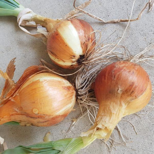 Onion - Gladalan Brown - Sow Good Seeds