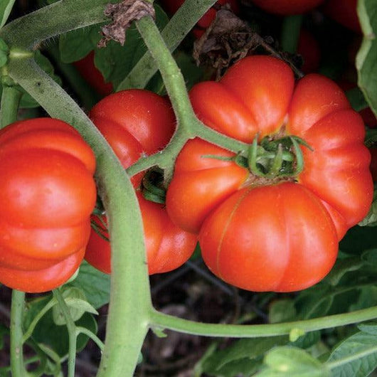 Tomato - Mortgage Lifter - Sow Good Seeds