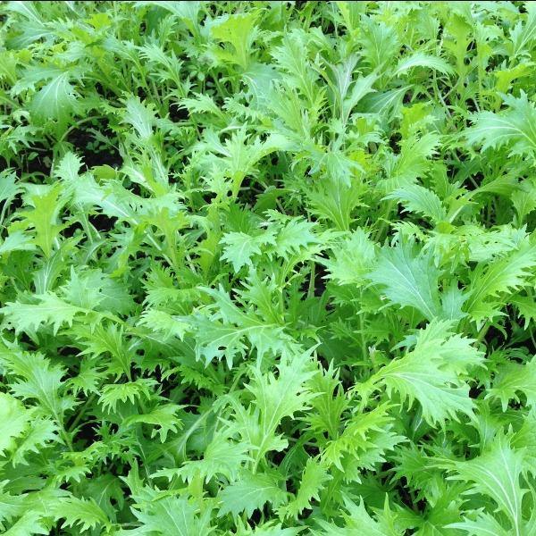 Mizuna - Green - Sow Good Seeds