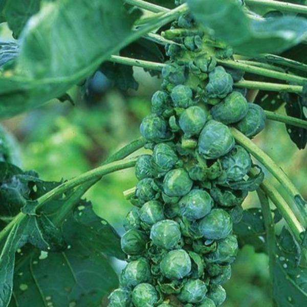 Brussels Sprouts - Long Island Improved - Sow Good Seeds