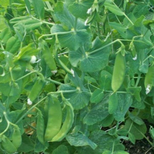 Pea - Snowpea Mammoth Melting - Sow Good Seeds
