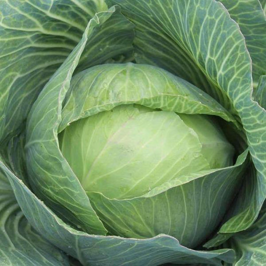Cabbage - Golden Acre - Sow Good Seeds