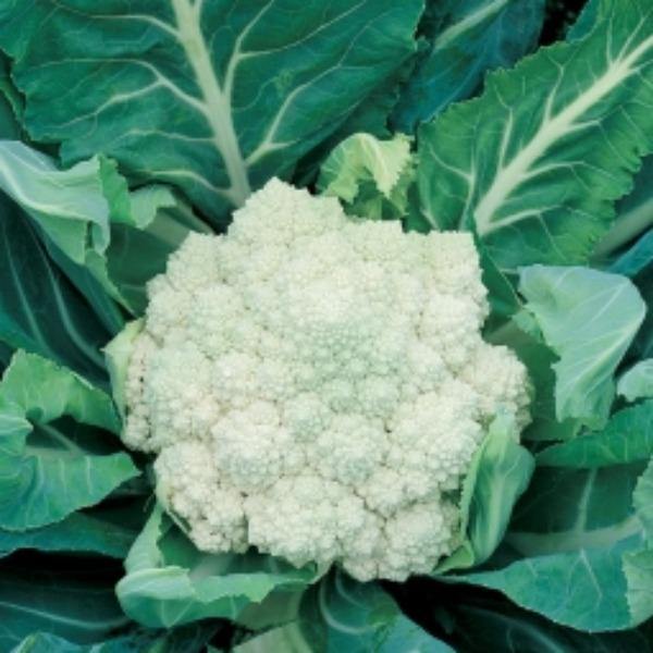 Cauliflower - Early Jesi - Sow Good Seeds
