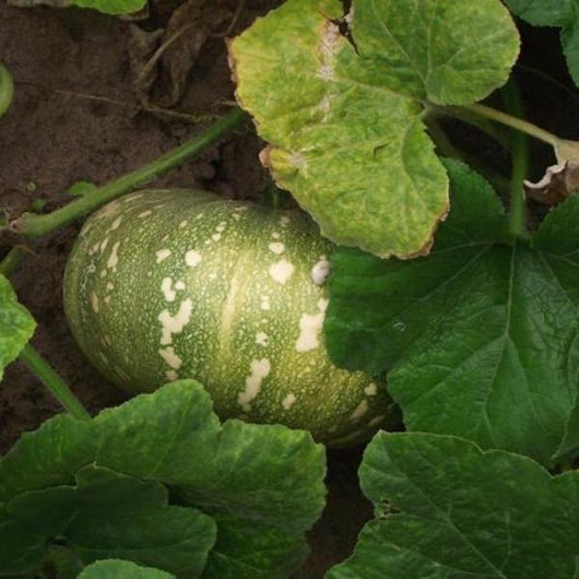 Pumpkin - Jap - Sow Good Seeds