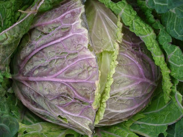 Cabbage - Savoy Verona Purple