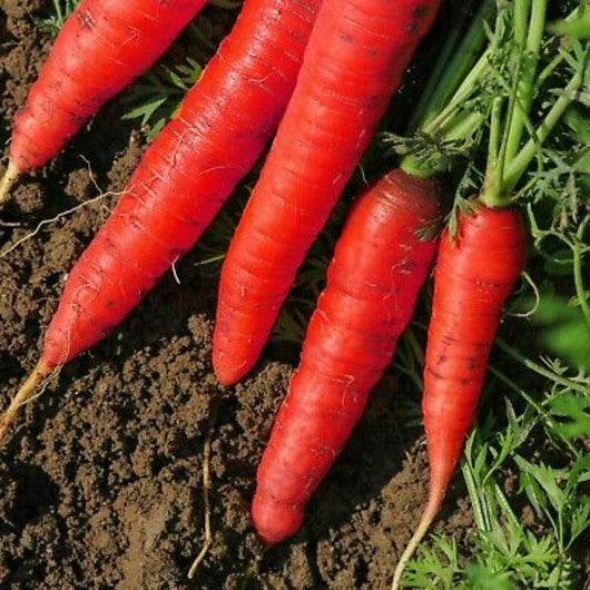 Carrot - Atomic Red - Sow Good Seeds