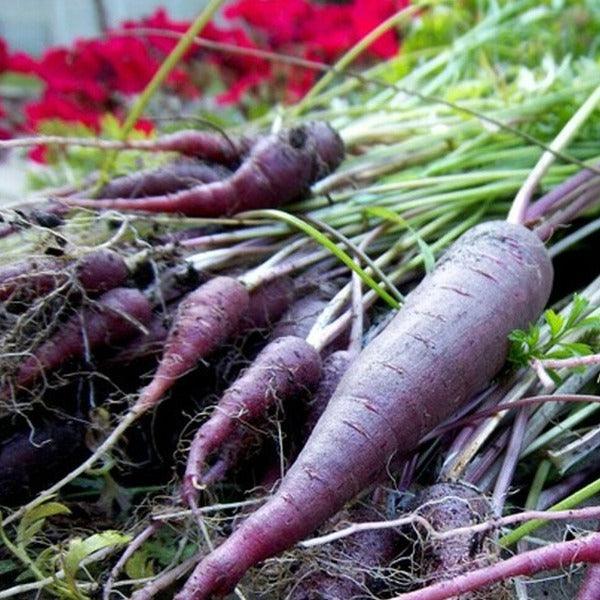 Carrot - Cosmic Purple - Sow Good Seeds