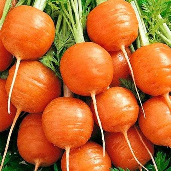 Carrot - Paris Market - Sow Good Seeds