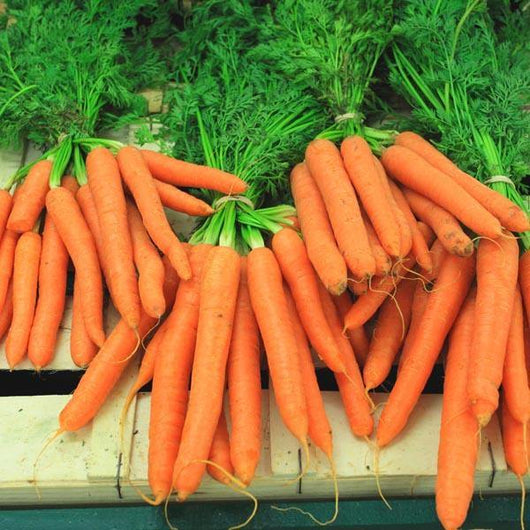 Carrot - Scarlet Nantes - Sow Good Seeds