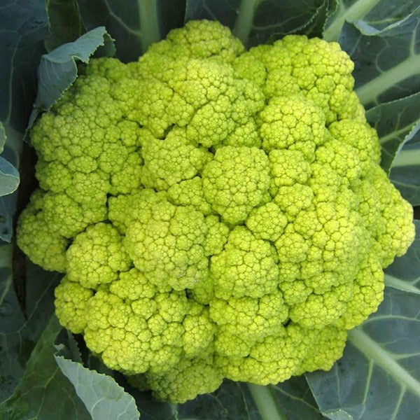 Cauliflower - Macerata Green