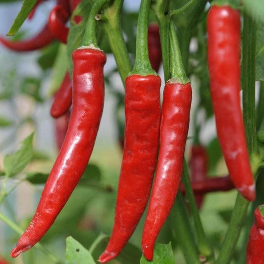 Chilli - Cayenne Red - Sow Good Seeds