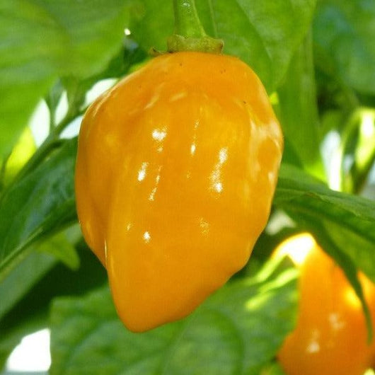 Chilli - Habenero Yellow F1 - Sow Good Seeds