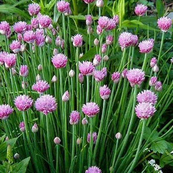 Chives - Large
