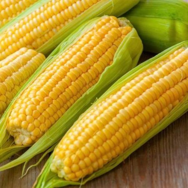 Corn - Golden Bantam - Sow Good Seeds