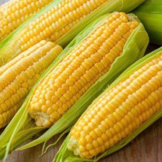 Corn - Jolly Roger - Sow Good Seeds
